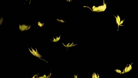 Real-maple-leaves-falling,-slow-motion,-loop-clip,-alpha-channel,-autumn,-yellow-leaves,-Version-1:-few-leaves