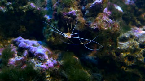 Alive-shrimp-in-the-water-in-4k-slow-motion-60fps