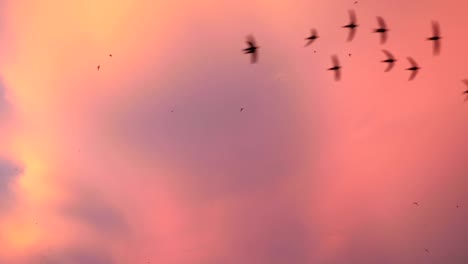 Aves-voladoras-en-el-hermoso-cielo-al-atardecer-en-cámara-lenta-180fps