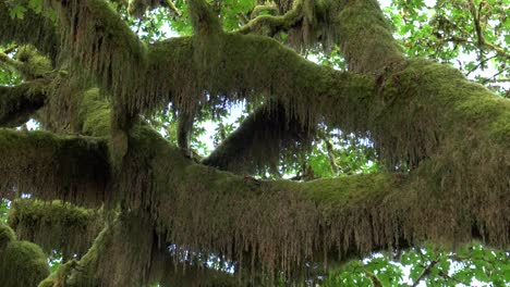 großen-unten-Ahorn-Filialen-in-Moos-bei-Hoh-Regenwald-bedeckt