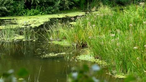 Nature-on-the-river,-green-vegetation-on-the-banks-of-the-river