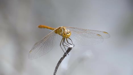 Libelle-auf-einem-Ast.-Zeitlupe-in-96-fps.-Sommertag