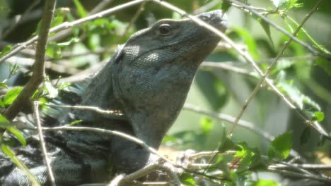 Leguan-frisst-grüne-Blätter-am-Baum