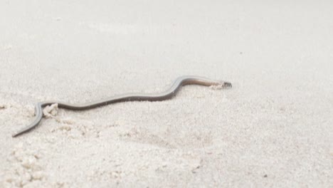 The-Anguis-fragilis-or-slow-worm