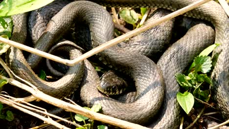 Viele-große-schwarze-Ratte-Schlange-In-The-Grass