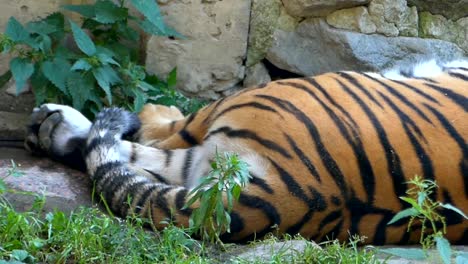 Un-tigre-grande-ondas-su-cuento-en-slo-mo-y-duerme-en-una-cueva