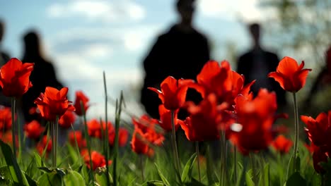 Red-flowers-tulips-in-spring-city-park-in-background-of-crowd-of-unrecognizable-people-on-bicycles,-scooters-skateboards