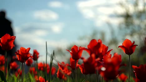 Red-flowers-tulips-in-spring-city-park-in-background-of-crowd-of-unrecognizable-people-on-bicycles,-scooters-skateboards