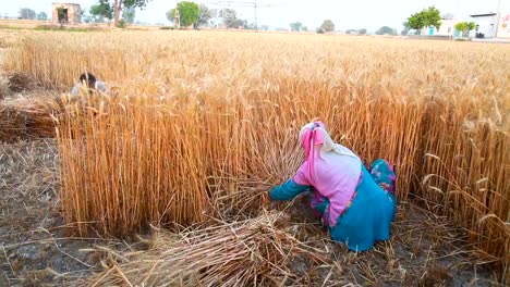 Couple-Women-Cutting-wheat-with-sickle