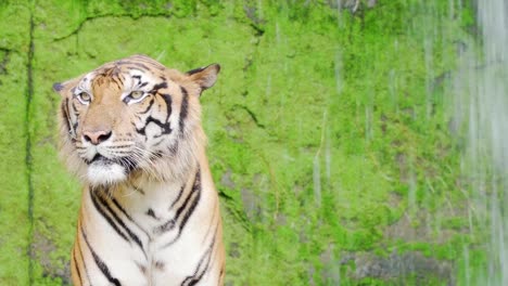 close-up.-Bengal-tigers-in-natural-waterfalls.-4K-Resolution