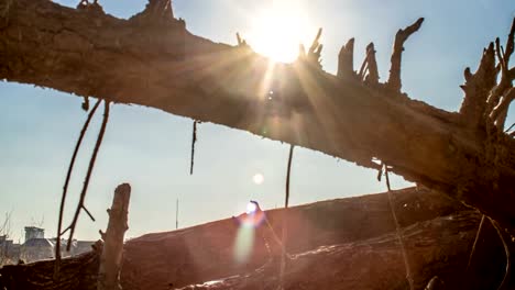 Sunny-time-lapse-of-Warsaw-City-skyline-and-old-fallen-tree.