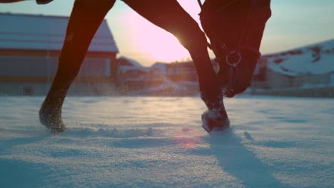 CLOSE-UP,-LENS-FLARE:-Brown-colored-stallion-making-its-way-through-fresh-snow.