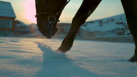 CÁMARA-lenta:-Caballo-joven-con-capa-marrón,-caminar-en-la-nieve-en-la-hermosa-puesta-de-sol