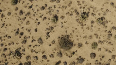 Flying-over-the-desert-over-Joshua-trees-and-Shrubs