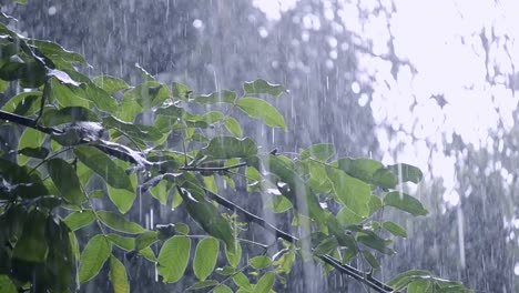 Precipitaciones-de-lluvias-ducha-aguacero-aguacero-viene-durante-el-día.