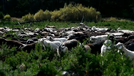 cabras-y-ovejas-mirando-en-colina