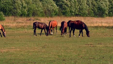 Horses-grazing-on-green-pastures-of-horse-farm,-country-summer-landscape