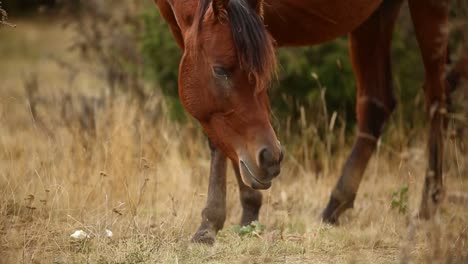 Footage-of-a-wild-brown-horse-grazing-peacefully-in-nature