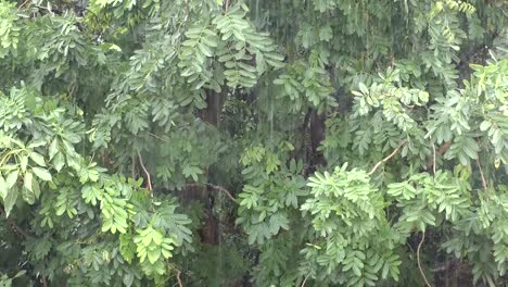 La-lluvia-en-el-bosque