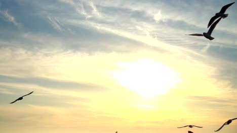 Seagulls-fly-over-the-sea.-Slow-Motion.