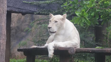 The-white-lion-lies-on-a-wooden-plate.-In-the-daytime.