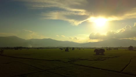 Vista-aérea,-volando-sobre-el-campo-de-arroz-con-la-puesta-del-sol-hermosa.