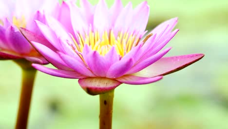 Loto-púrpura-hermosa,-una-flor-de-lirio-de-agua-en-estanque