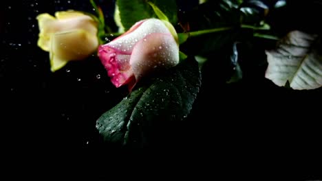 The-falling-rose-on-a-black-background.-Slow-motion.