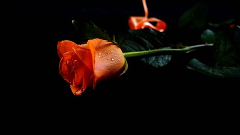 The-falling-rose-and-satin-ribbon-on-a-black-background.-Slow-motion.