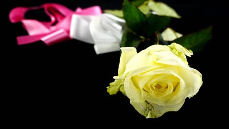 The-falling-rose-and-satin-ribbon-on-a-black-background.-Slow-motion.