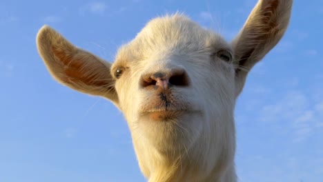 Goat-close-up