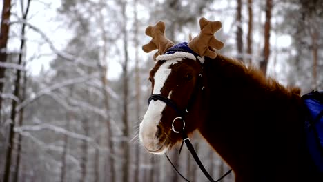 Caballo.-Caballo-en-un-gorro-con-cuernos-de-alce