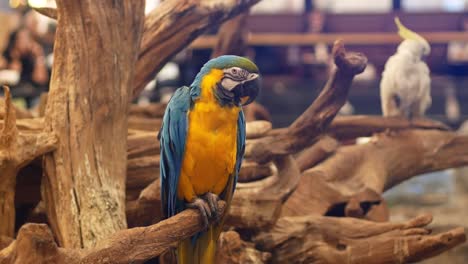 Macore-Bird-Hold-on-tree-branch.-Beautiful-macore-Parrot-bird-standing-on-a-wooden.