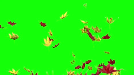 Real-maple-leaves-falling,-slow-motion,-video-transition,-red-and-yellow-leaves,-alpha-channel,-chroma-key,-autumn