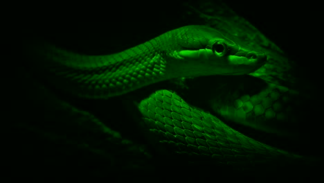 Nightvision-Tree-Snake-Looks-Around