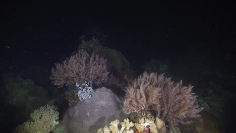 Coral-reef.-Philippines,-Mindoro
