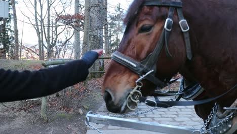 Cariage-horses-resting.-girl-wanting-to-caress-cariage-horse