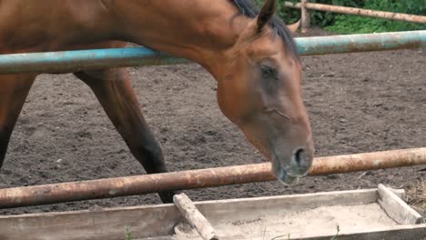 Hermosos-caballos-en-corral-de-comen-hierba,-lindo-animal-doméstico-en-el-ganado-en-el-paisaje-rural