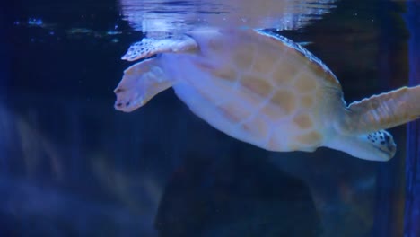 Grüne-Schildkröte-schwimmt-im-Wasser-tank