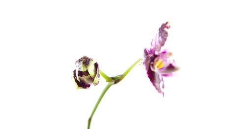 Schöne-seltene-Orchidee-im-Topf-auf-weißem-Hintergrund