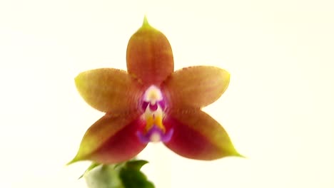 Schöne-seltene-Orchidee-im-Topf-auf-weißem-Hintergrund