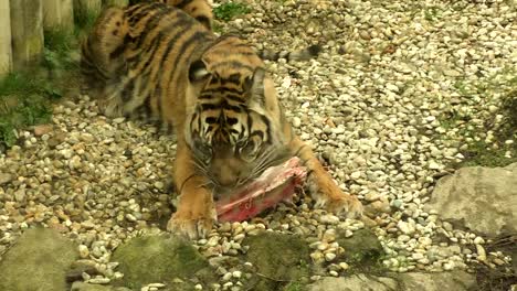 Tiger-sumatran-eating-his-lunch,-Panthera-tigris-sumatrae