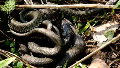 Muchos-grandes-negro-rata-serpiente-en-la-hierba