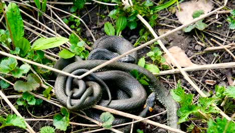 Viele-große-schwarze-Ratte-Schlange-In-The-Grass