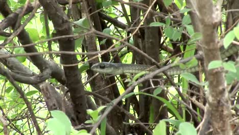 Sabana-de-África-salvaje-serpiente-árbol-Kenia