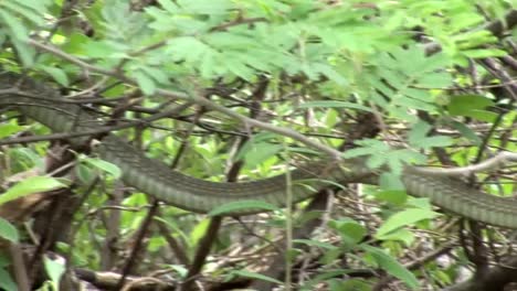 Sabana-de-África-salvaje-serpiente-árbol-Kenia