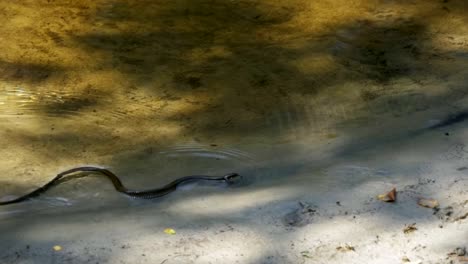 Ringelnatter,-kriechen-in-den-Fluss.-Slow-Motion