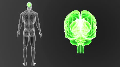 Zoom-de-cerebro-humano-Anatomía