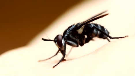 Close-up-the-flies-feeding-on-human-skin.