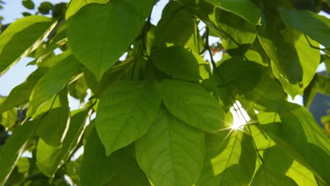 comes-up-through-leaves-at-sunrise